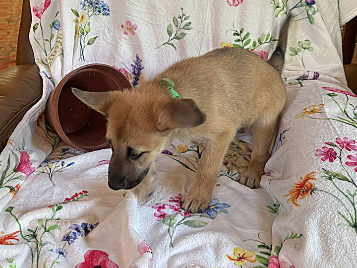 chinook puppy